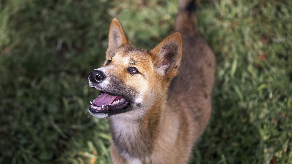 Dingo Wandi