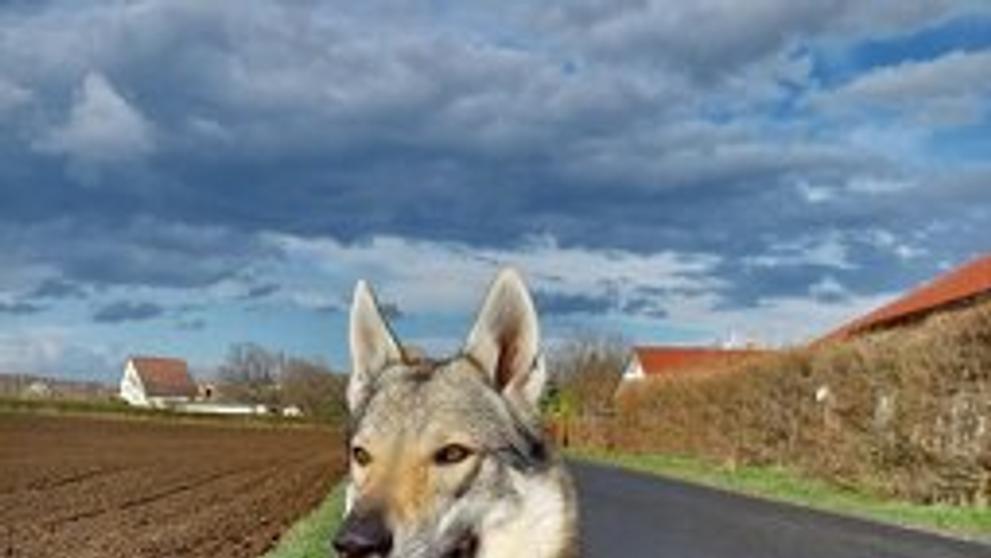 Československý vlčák
