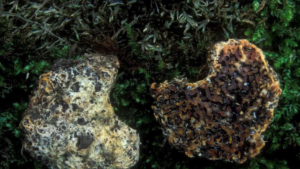 Seslička poduškovitá (Sedecula pulvinata) (1)