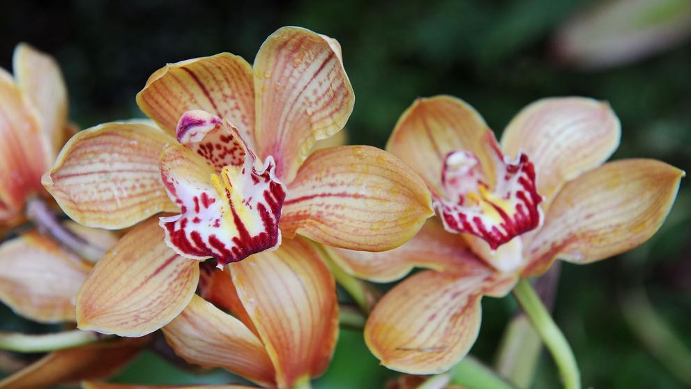 Výstava orchidejí - 4