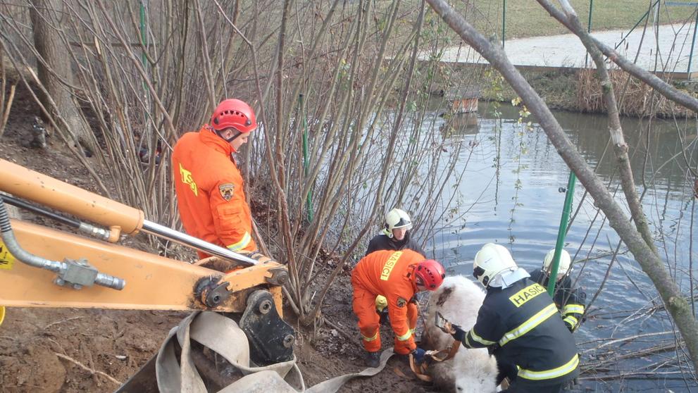 Středočeští hasiči vyprošťovali z rybníku velblouda