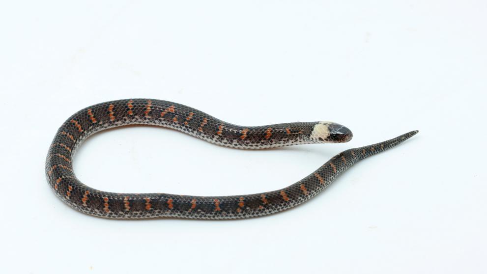 Nově objevený had (Atractus sp.)