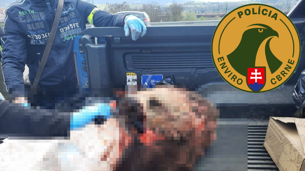 Policie zadržela Čechy, kteří nelegálně ulovili medvěda
