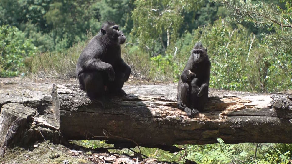 Makak Děčínská zoo