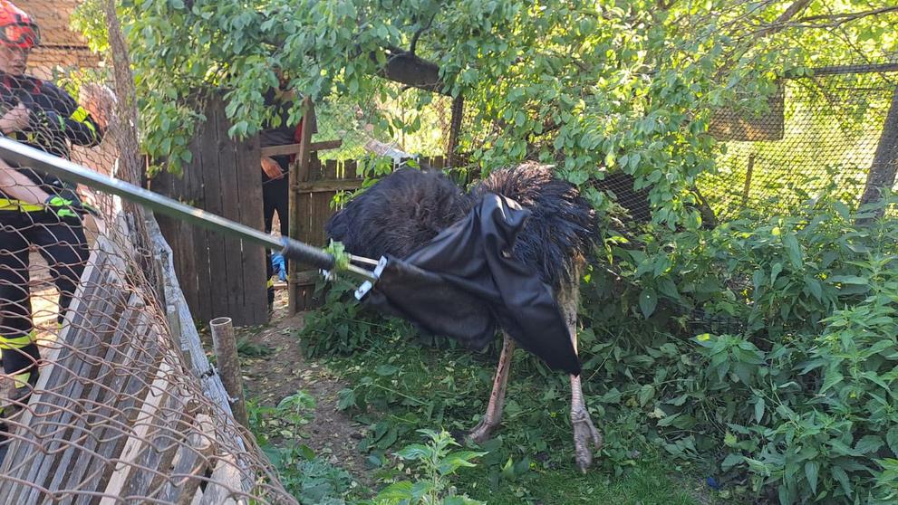 Odchyt pštrosa na Boskovicku