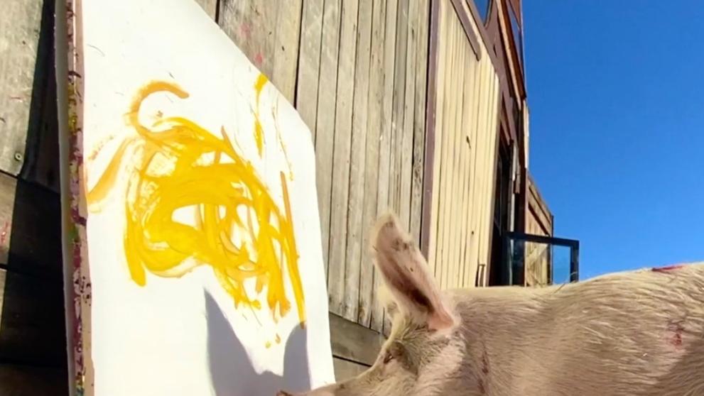 Zvířecí umělkyně Pigcasso (2)