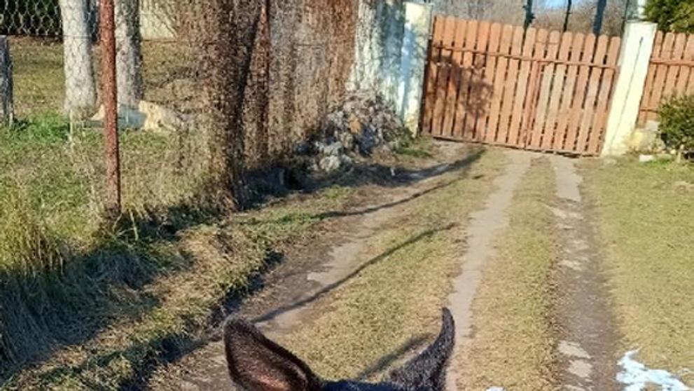 Policie nabízí lidem německého ovčáka Jorgana (5)