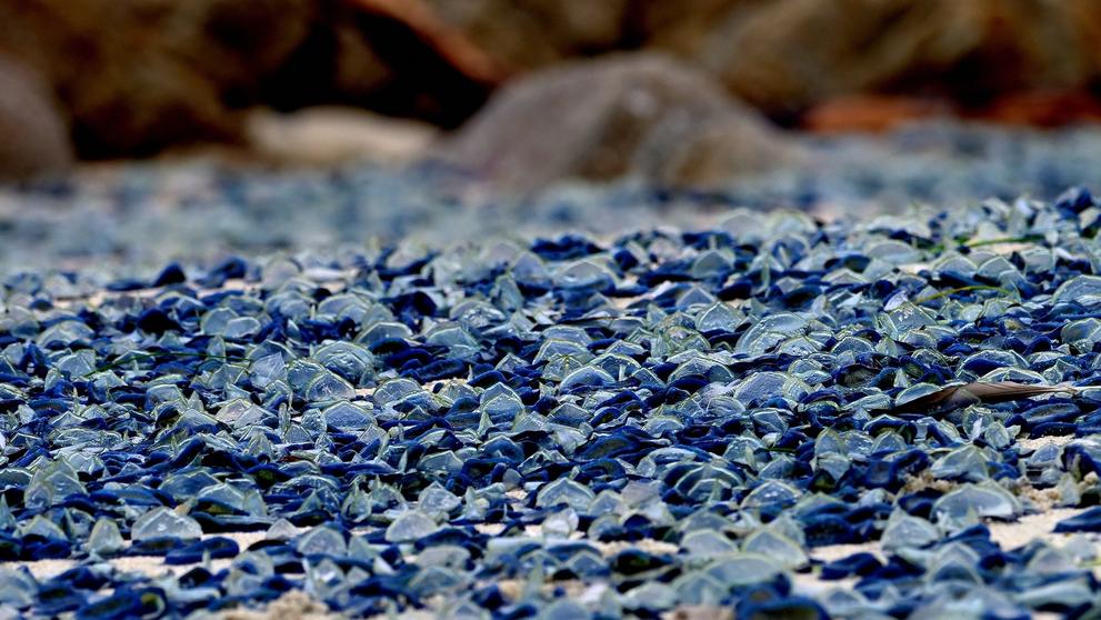 By-the-Wind Sailor (Velella Velella)