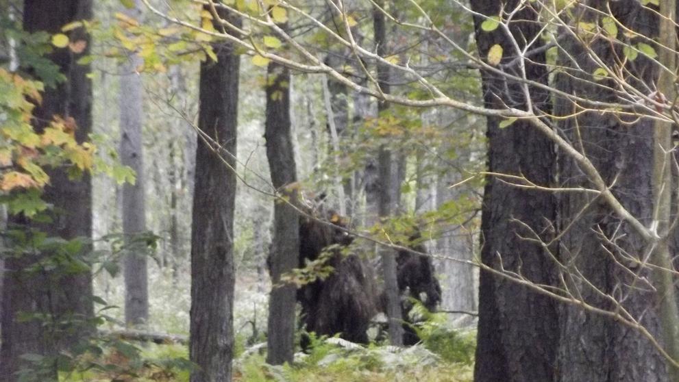 Bigfoot spatřen v Pensylvánii, 2. 10. 2013