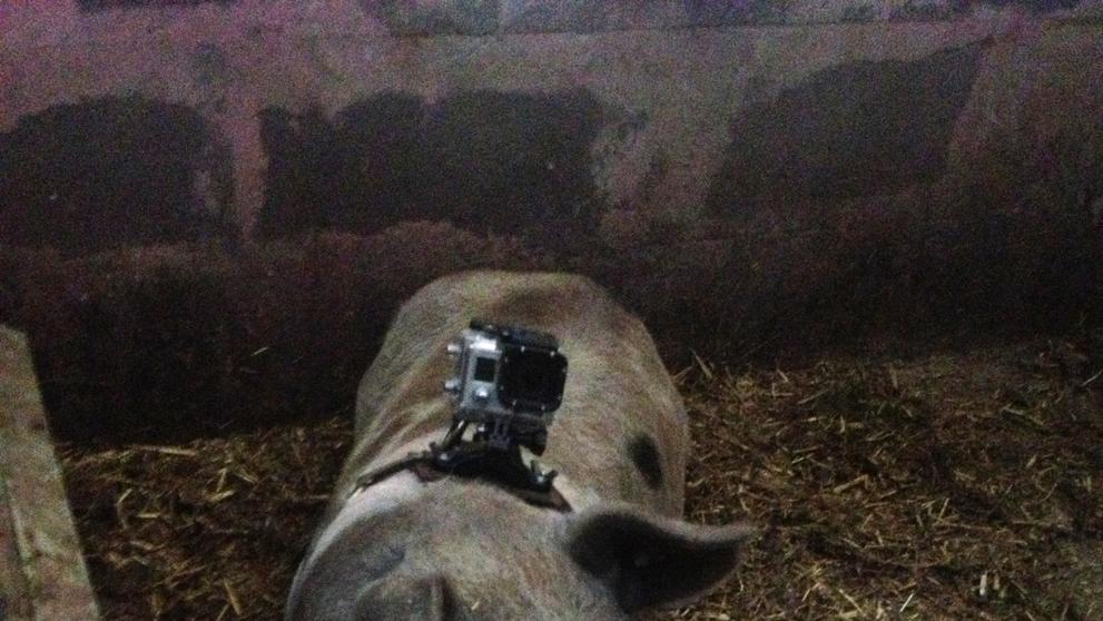 Víkendkové prázdniny na farmě - Jako prase v žitě - 1