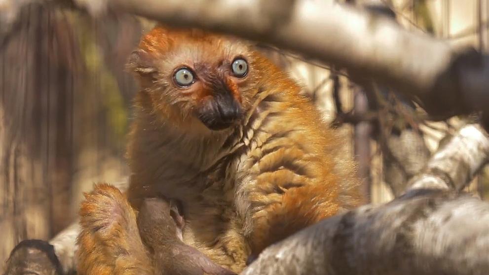 Lemur Sclaterův - 1