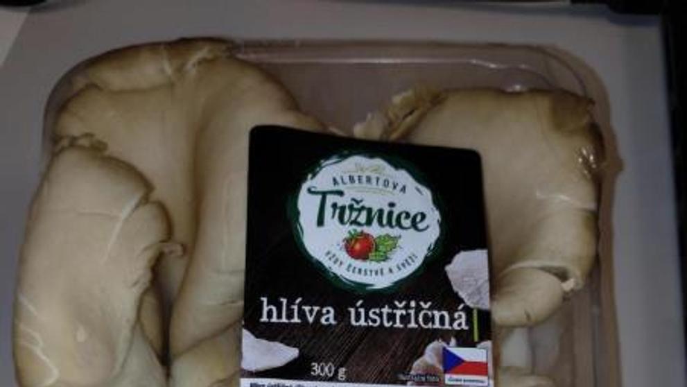 Hlíva ústřičná