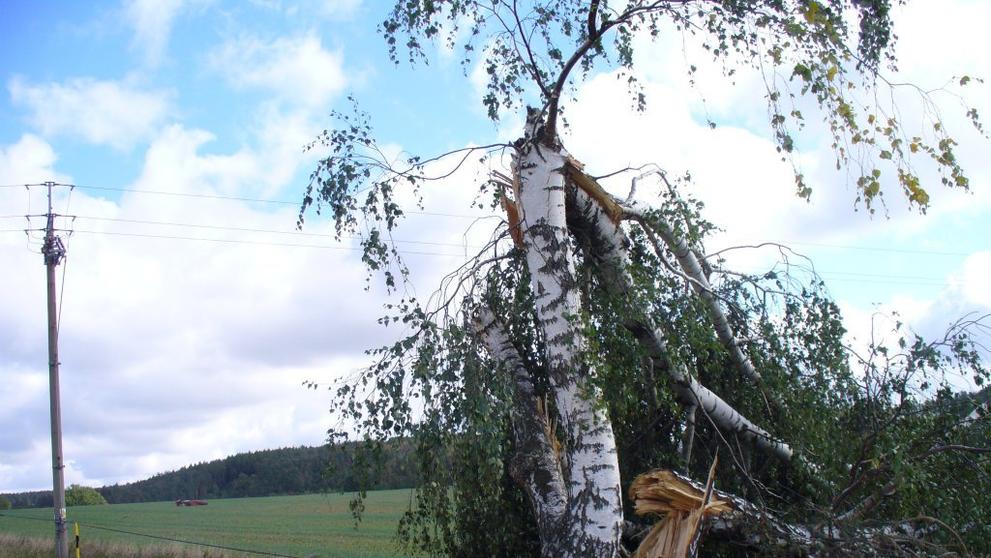 Tornádo u Horšova - Padlá lípa a břízy severně od Horšova