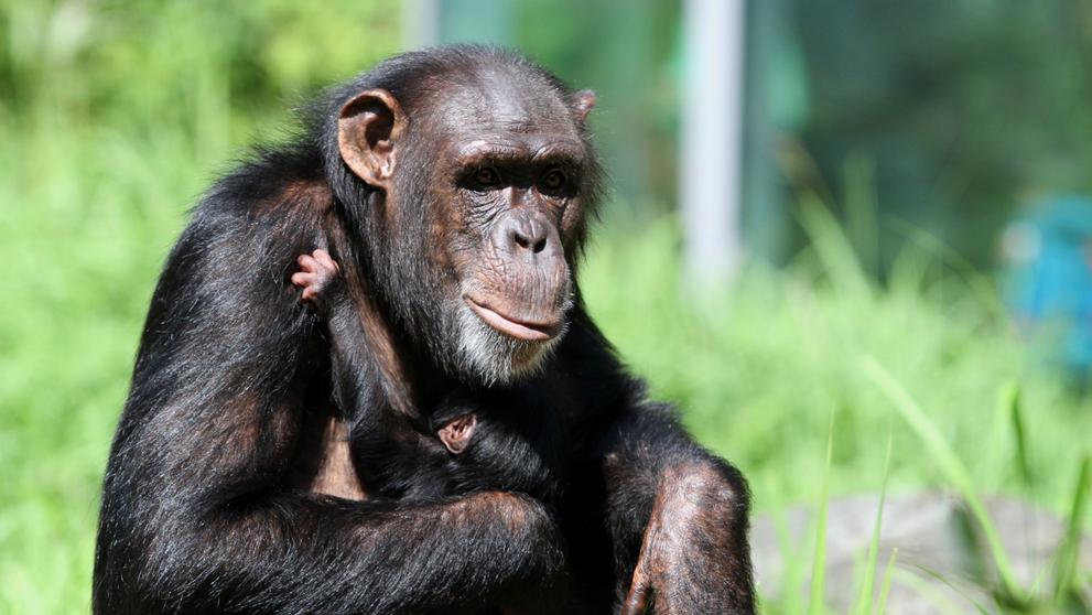 V zoo se narodilo mládě šimpanze (3)