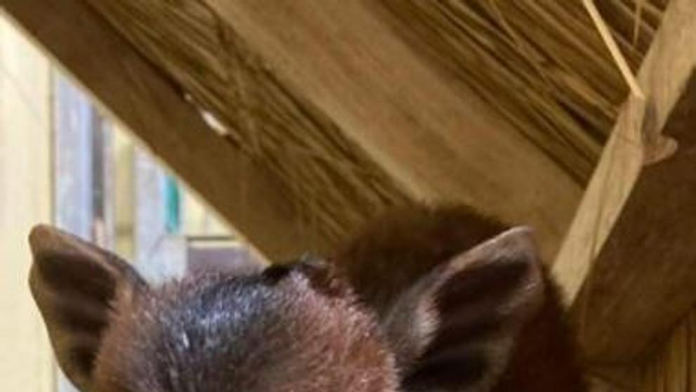 Dikdik