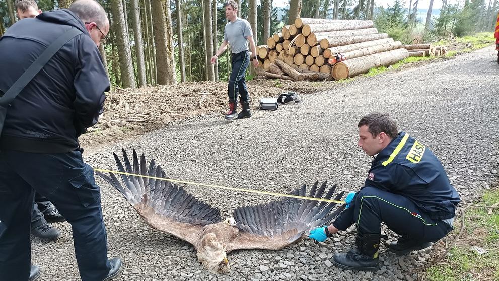 Otrava orlů mořských na Toužimsku