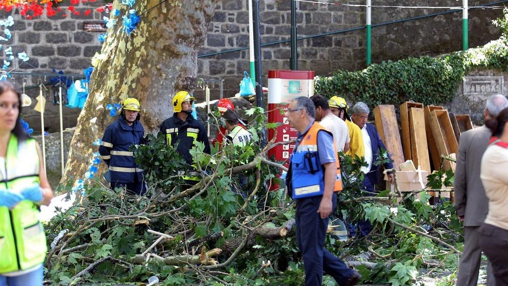 Pád stromu na na portugalském ostrově Madeira - 3