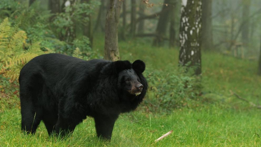 Samice medvěda ušatého musela být utracena (1)