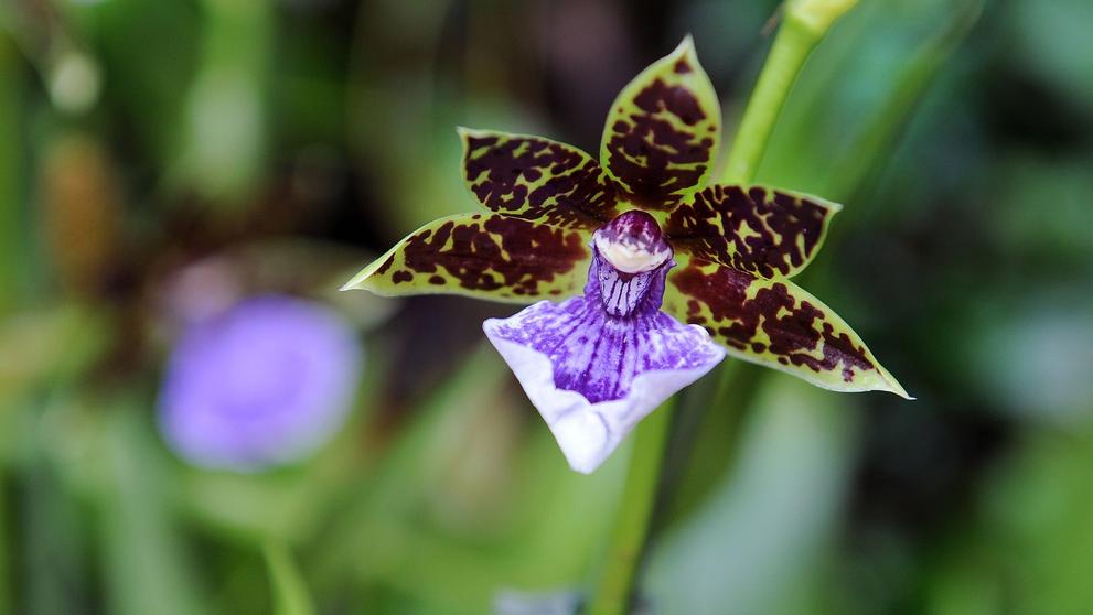 Výstava orchidejí - 3