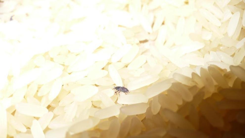 Potraviny na pranýři: Kaufland Liberec: Parboiled rýže dlouhozrnná - 1