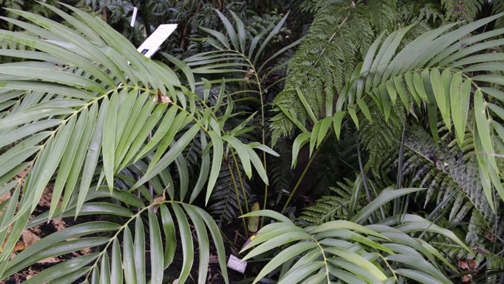 Botanicka zahrada