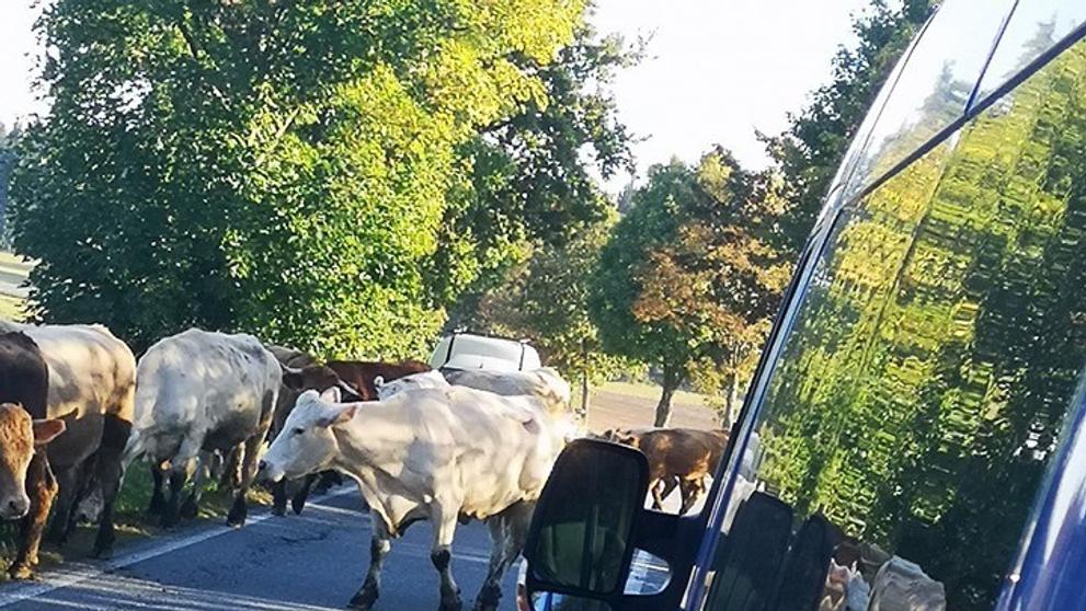 Krávy na Jihlavsku zablokovaly dopravu - 2