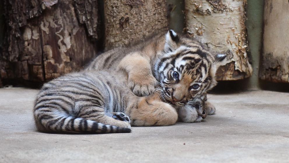 Mláďata tygra malajského v Zoo Praha - 13