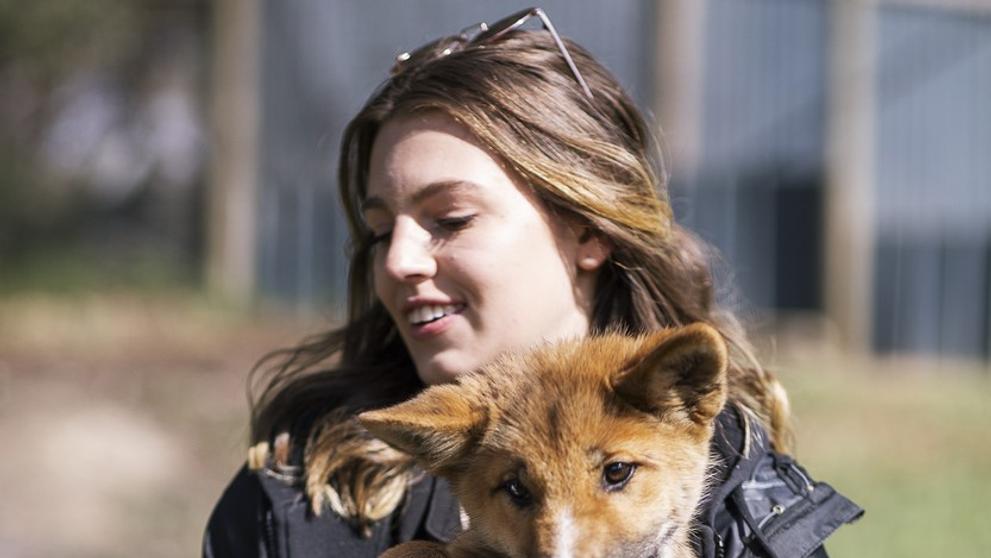 Dingo Wandi