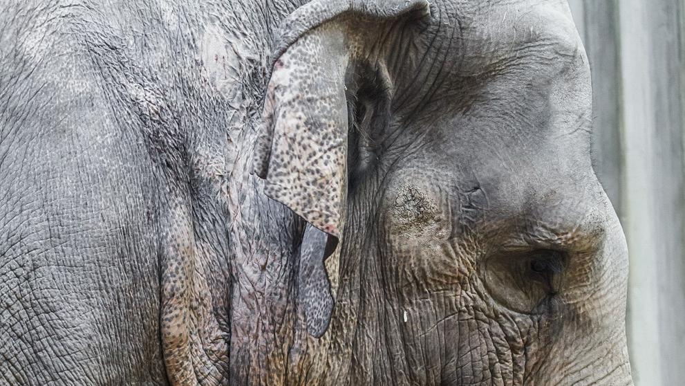 V pražské zoo se narodilo slůně