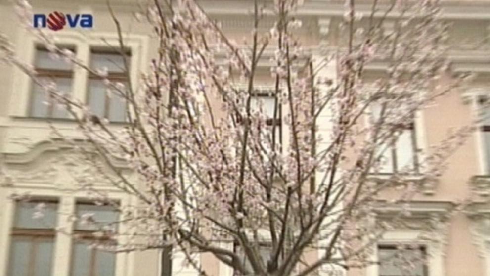 Sakura