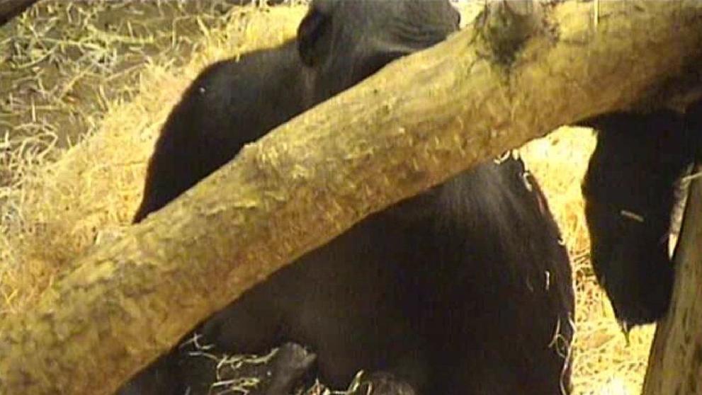 Gorila Kijivu a její čerstvě narozené mládě - 3