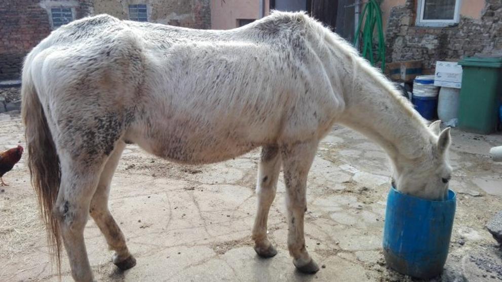 Veterináři na Prostějovsku objevili týraného koně - 1