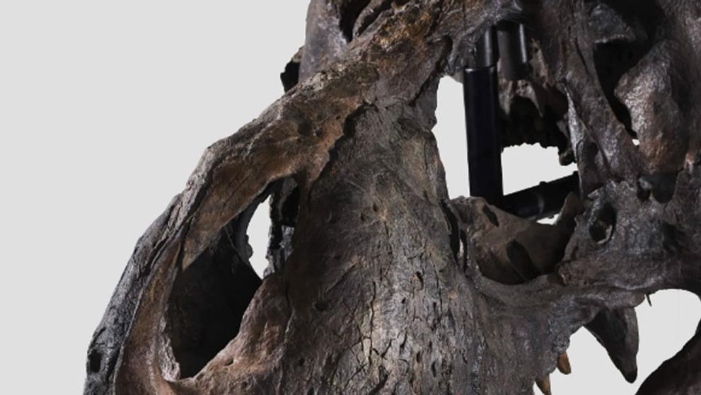 Tyrannosaur rex (8)