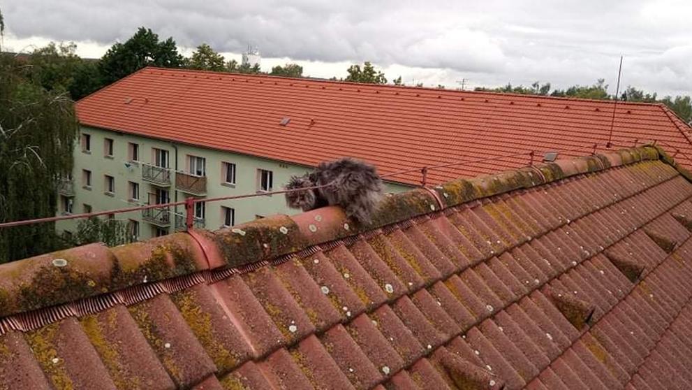 Kuriózní zásahy středočeských hasičů - 4