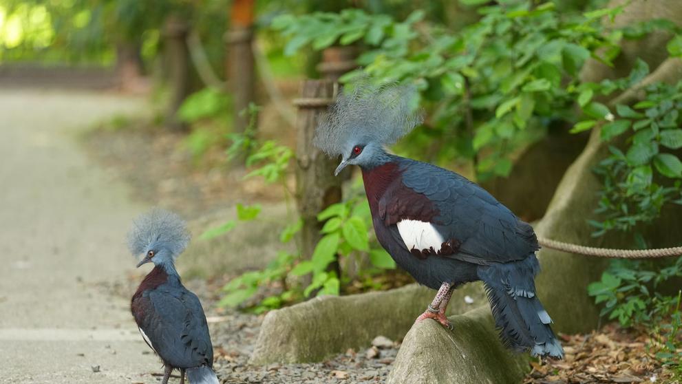 Mládě korunáče Scarletova v Zoo Ostrava