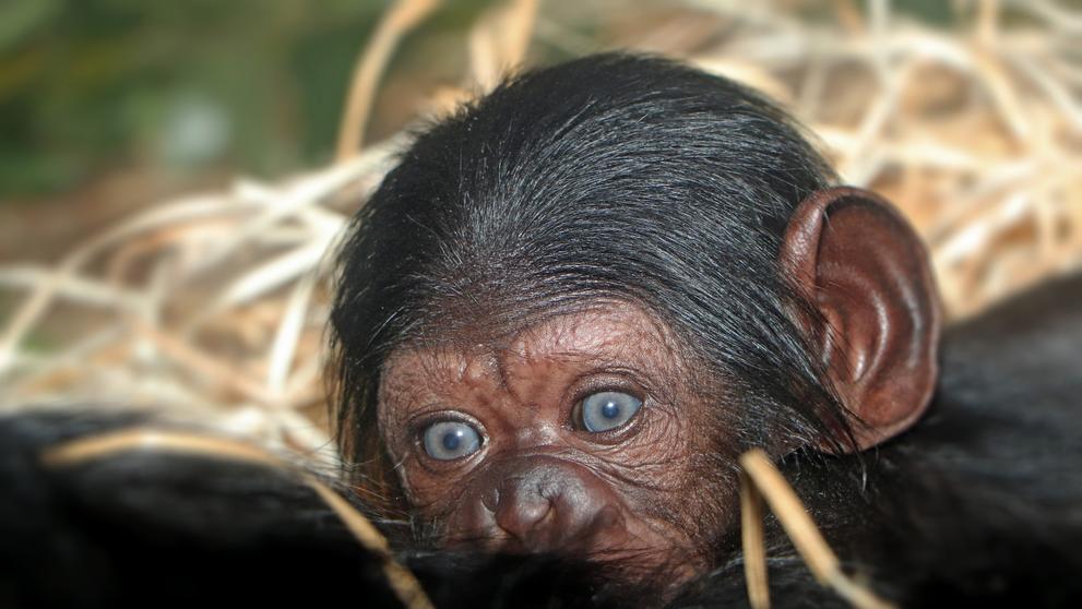 V Zoo Plzeň se narodilo mládě šimpanze - 4