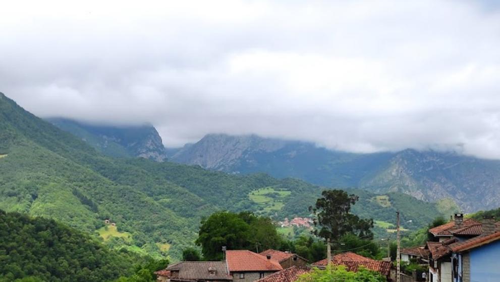 Ponga (1)