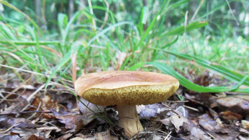 Hřib moravský (Aureoboletus moravicus)