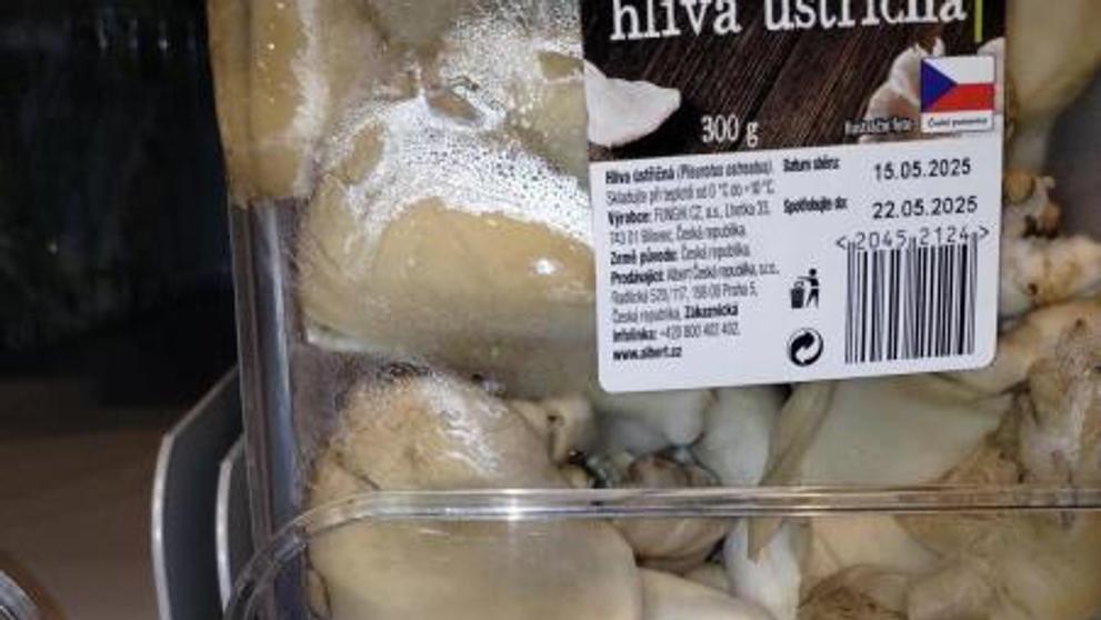 Hlíva ústřičná