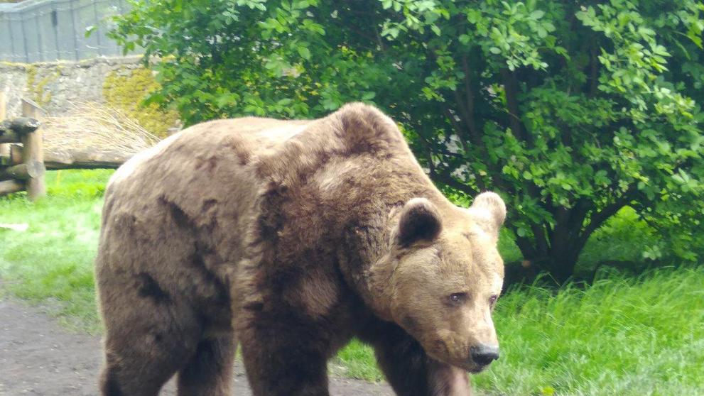 Medvěd Ludvík se dožil téměř 33 let (2)