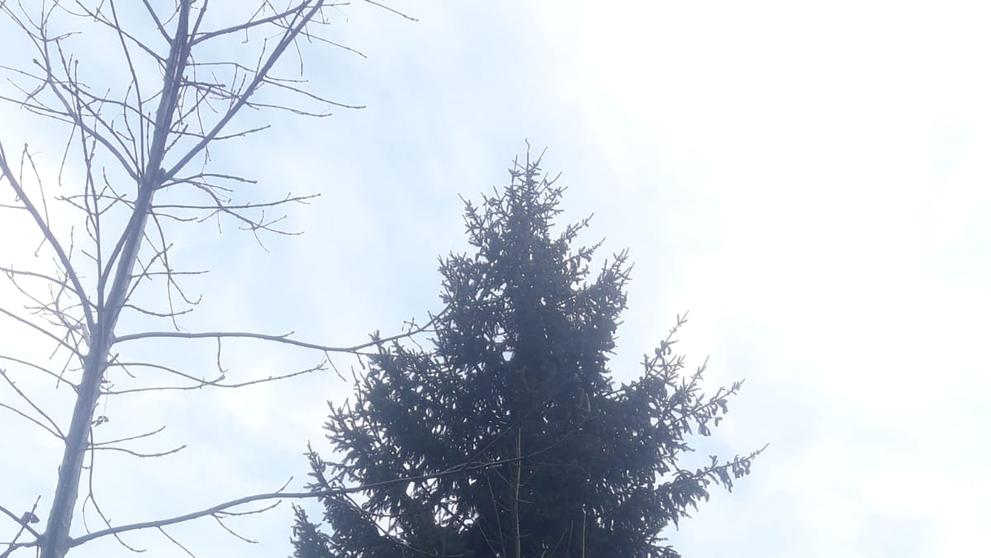 Vánoční strom pro Šumperk