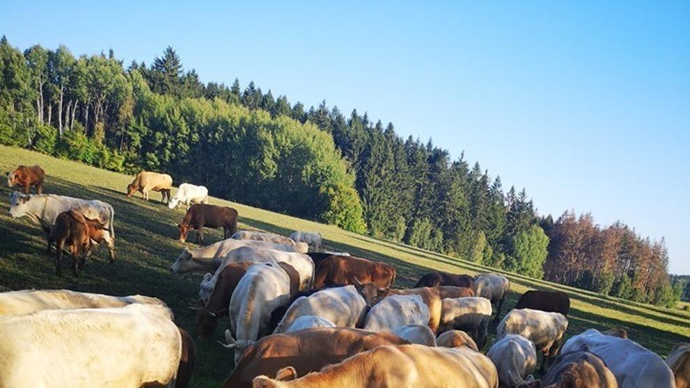 Krávy na Jihlavsku zablokovaly dopravu - 3