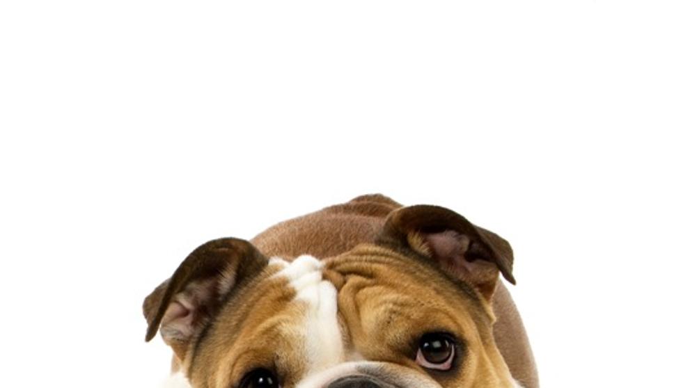 Anglický buldog