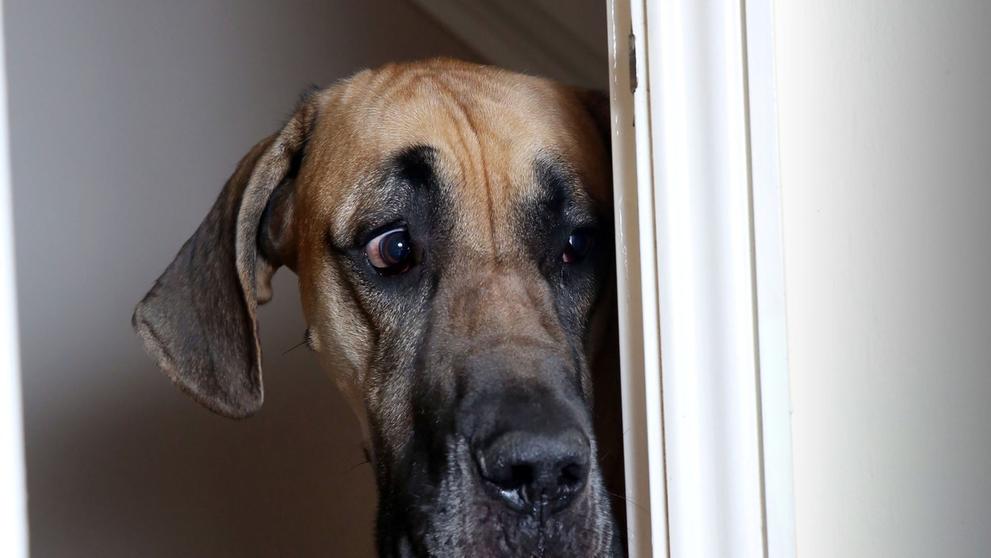 Doga Presley je neuvěřitelný strašpytel, stejně jako kreslený Scooby-Doo - 4