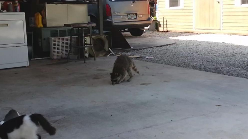 2013-07-25_Raccoon_eating_cats_food - VTHUMB
