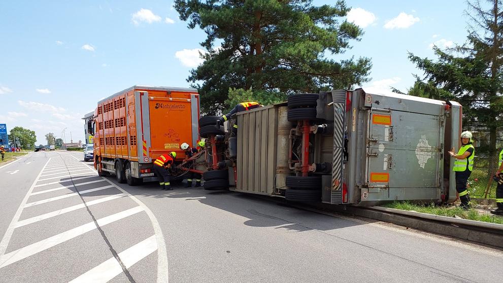 Dopravní nehoda nákladního automobilu s dobytkem (3)