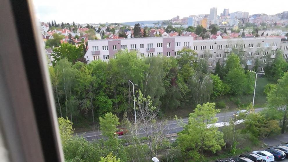 krmení poštolky