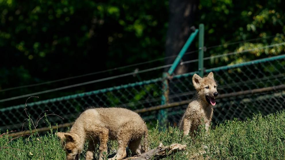 Vlk arktický v Zoo Brno