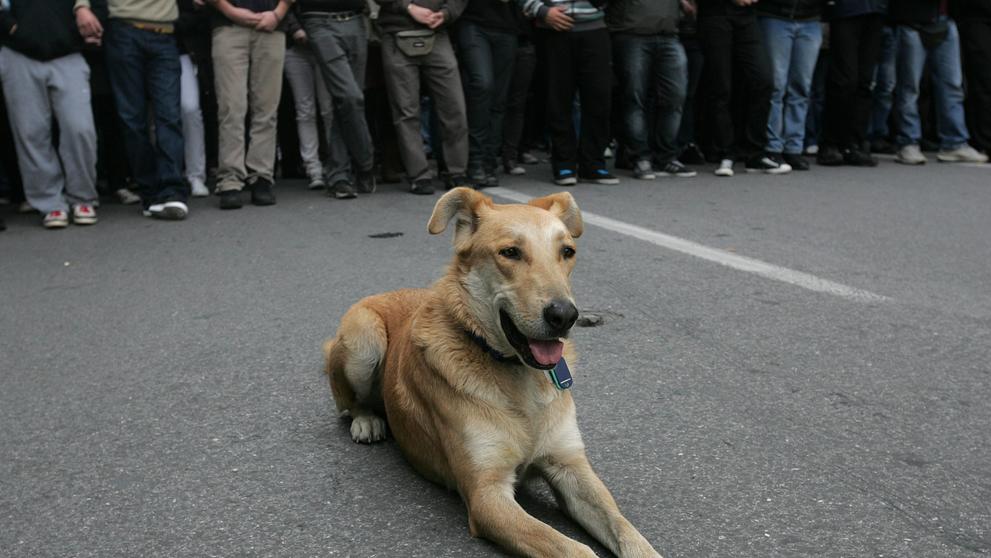 Zemřel psí rebel Loukanikos - 6
