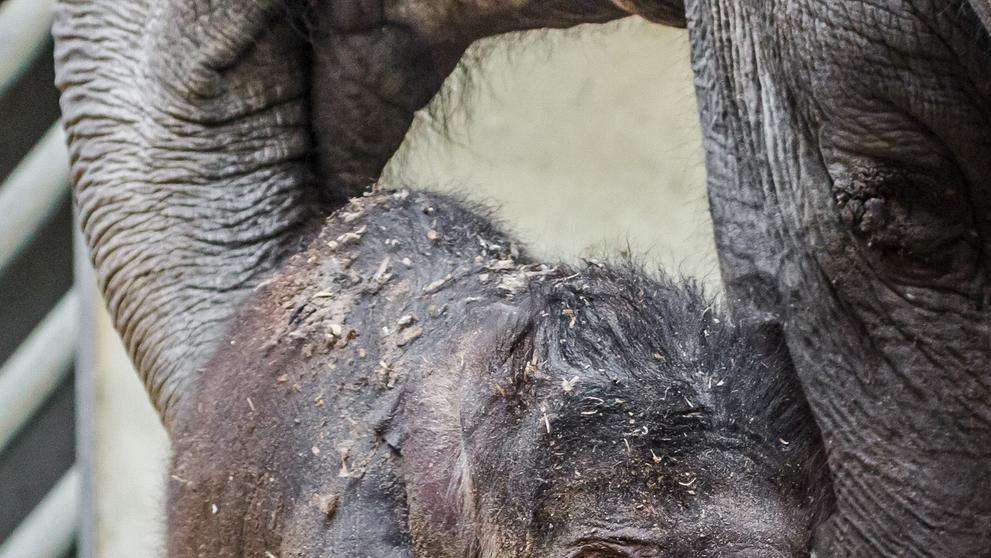 V pražské zoo se narodilo slůně